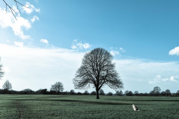 Trees on landscape against sky