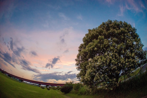 Trees on landscape against sky