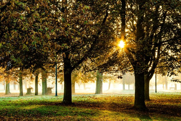 Photo trees on landscape during autumn