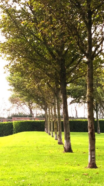 Trees on landscape