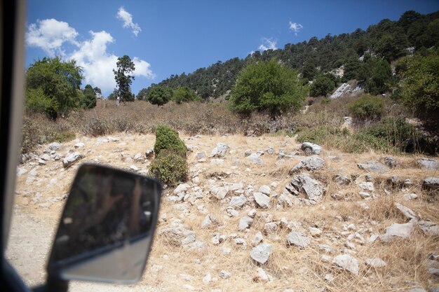 Foto alberi nel paesaggio