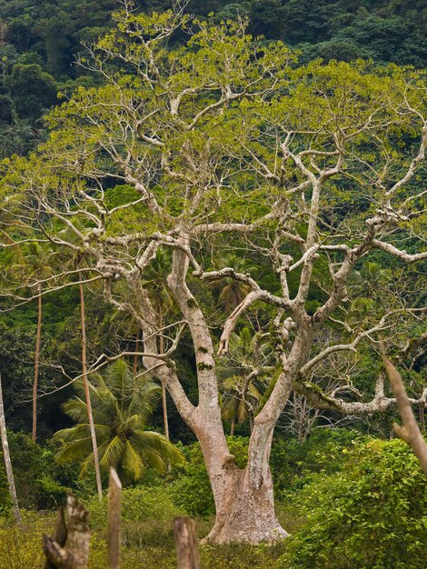 Foto alberi nel paesaggio