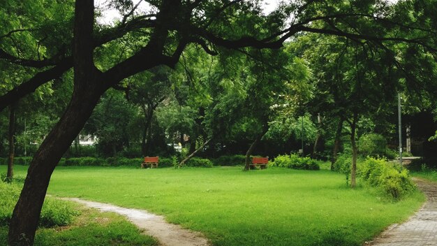 Trees on landscape