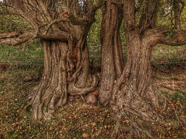 Trees on landscape