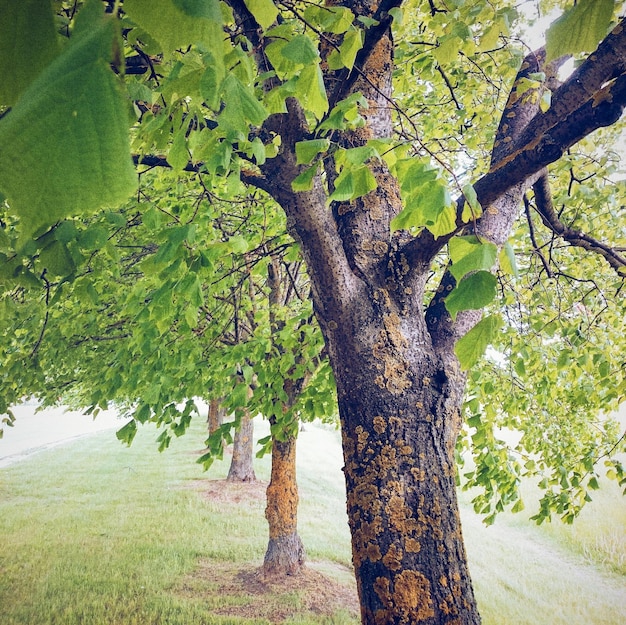 Alberi nel paesaggio