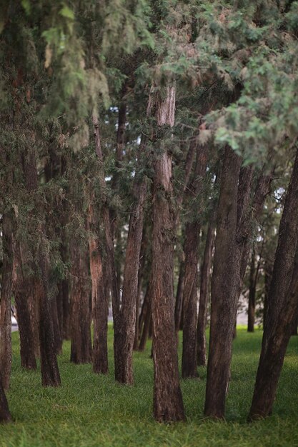 Foto alberi nel paesaggio