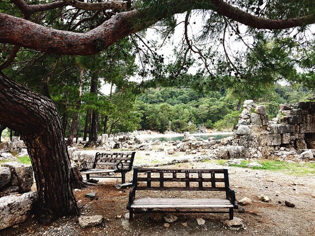 Foto alberi nel paesaggio