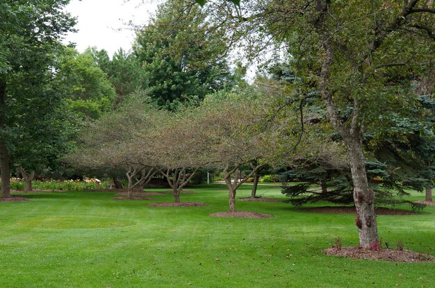 Trees on landscape