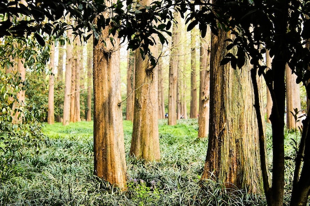 Photo trees on landscape