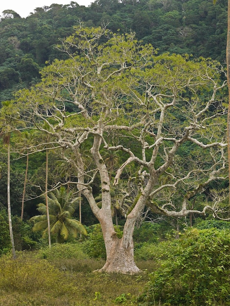 Foto alberi nel paesaggio