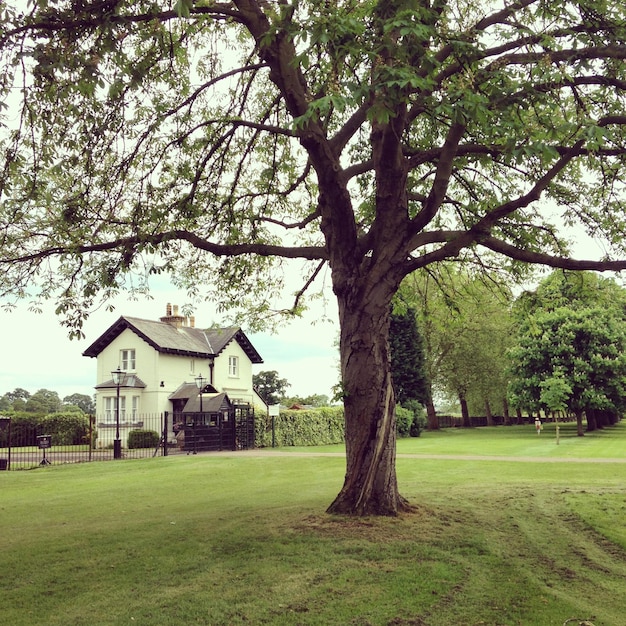 Photo trees in lawn