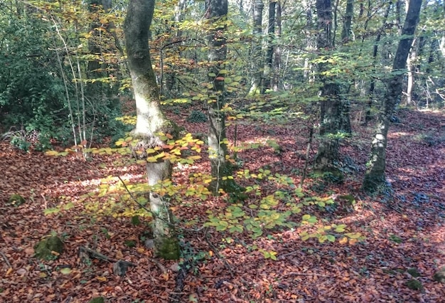 Foto alberi sulle foglie coprono il campo durante l'autunno