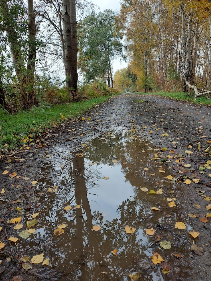 Photo trees and leaves in forest during rainy season