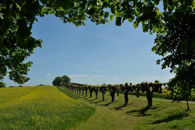 Trees lined up on meadow