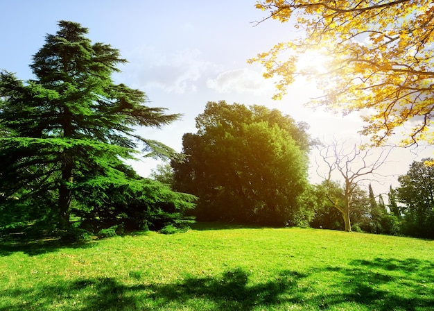 Trees and meadow in the park in autumn