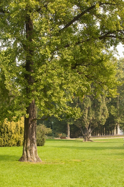 Trees and meadow