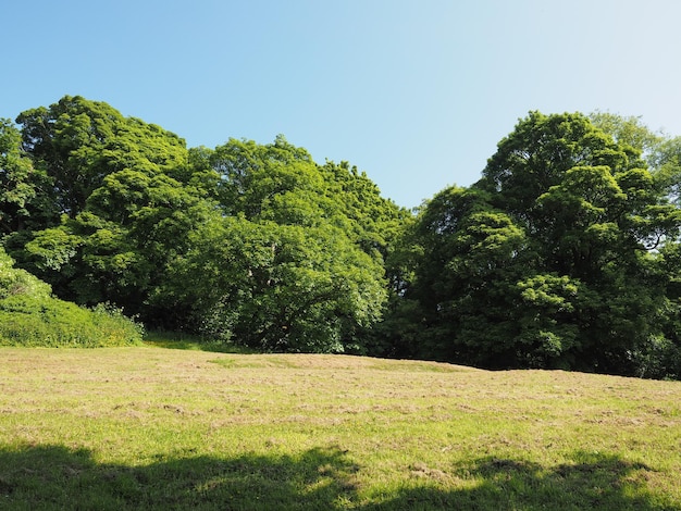 Trees and meadow