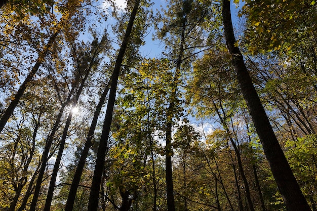 Alberi in una foresta mista durante la caduta delle foglie foresta autunnale con diversi alberi decidui nella stagione autunnale