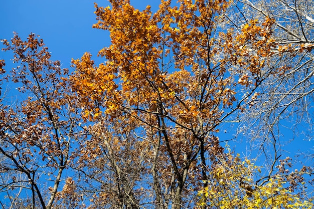 Alberi in una foresta mista durante la caduta delle foglie