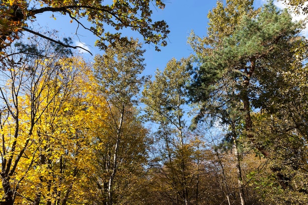 Trees in a mixed forest during leaf fall autumn forest with different deciduous trees in the autumn season