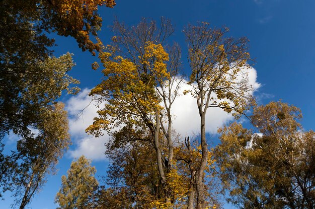 Trees in a mixed forest during leaf fall