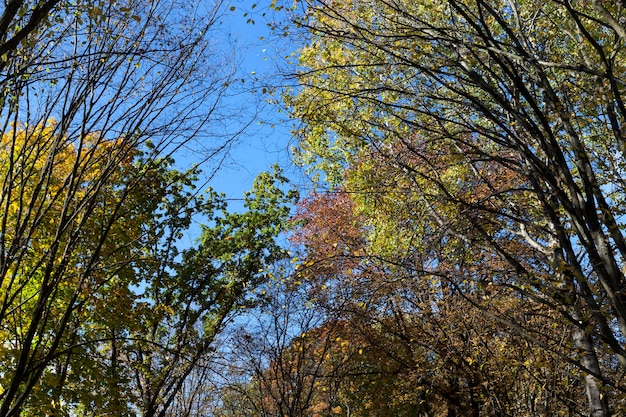 Trees in a mixed forest during leaf fall