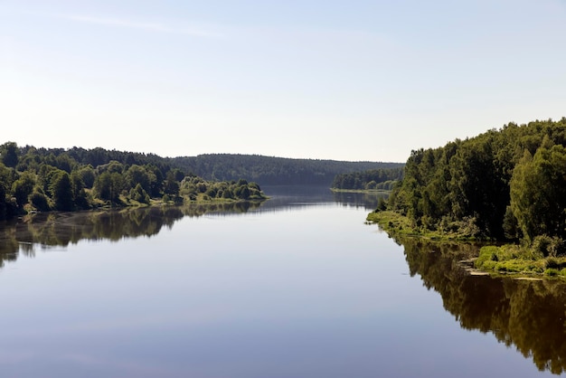 Trees in a mixed forest near the river in the summer season