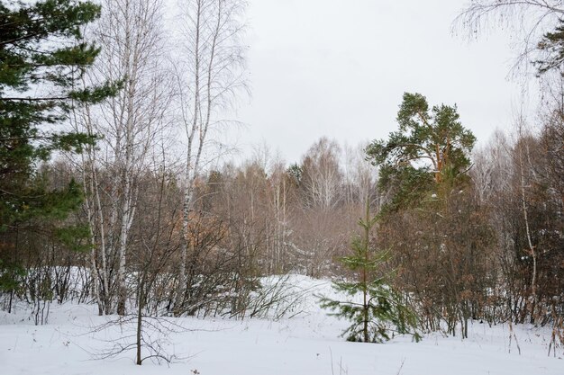 혼합된 겨울 라트비아어 숲에서 나무
