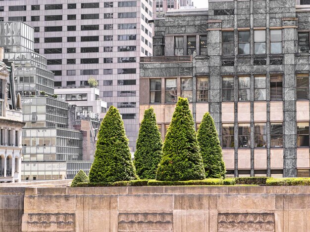 Foto alberi e edifici moderni in città