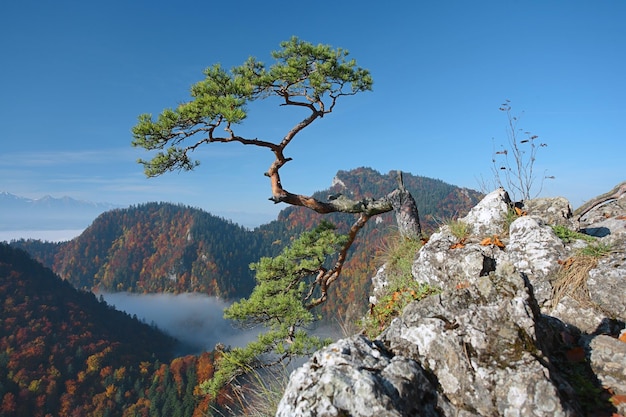 trees on mountain against blue sky during winter