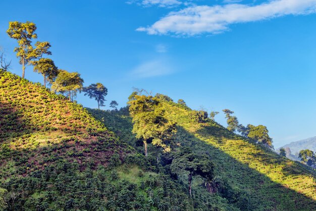 Trees on mountain against sky