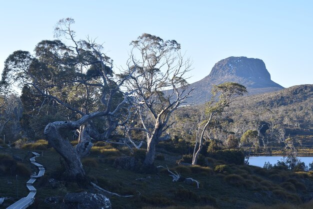 Photo trees on mountain against sky