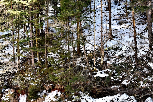 Trees On A Mountain