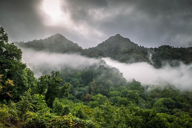 trees on mountains against sky