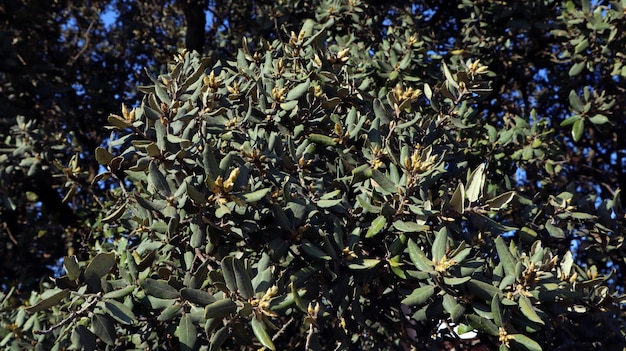 Trees in the mountains of Spain. Spiny leaves, Ilex rotundifolia holly. Alicante. Spring.