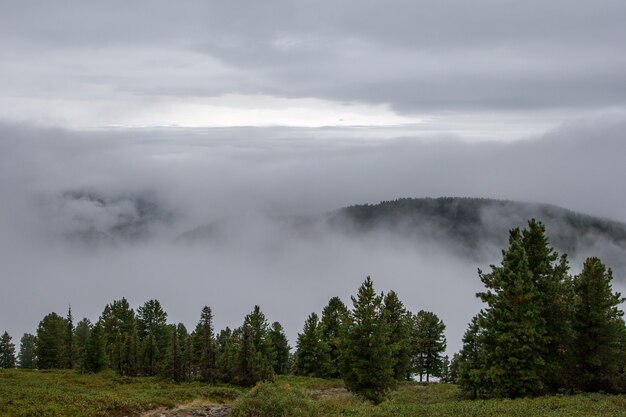 Trees in the mountains with clouds and fog