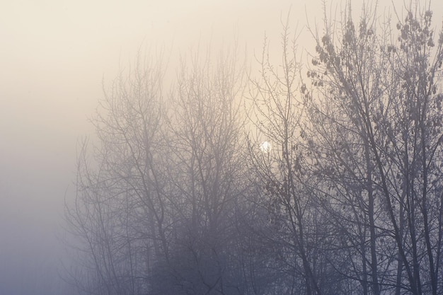 神秘的な神秘的な霧の中の木々気分悲しみ無関心と不確実性
