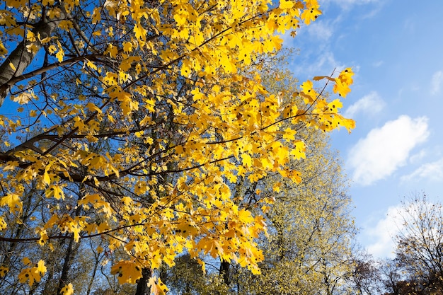 trees and nature in the autumn