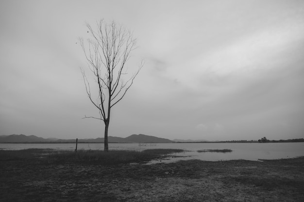 Trees in nature swamps black and white photo