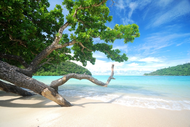 Trees near the beach