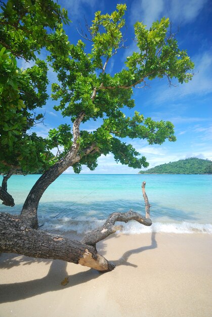 Trees near the beach