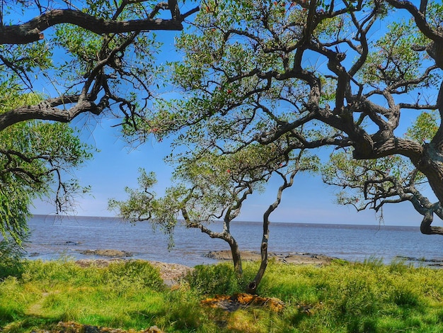 Foto alberi sull'oceano