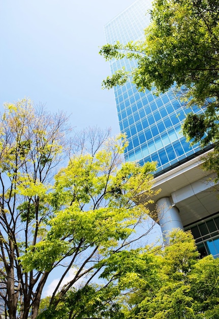 Photo trees and office buildings of tokyo