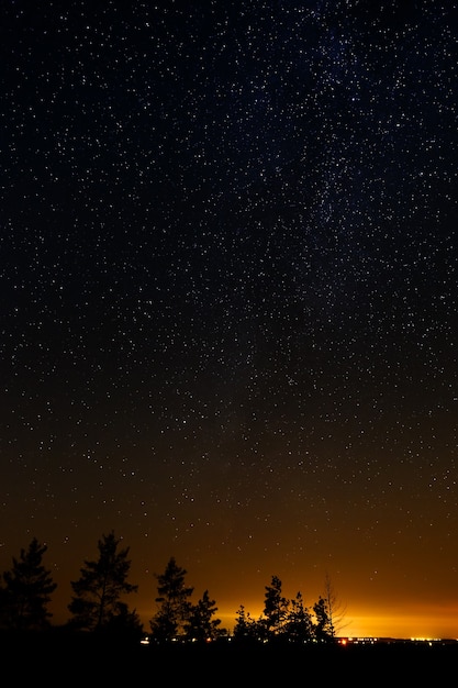 Фото Деревья на фоне ночного звездного неба