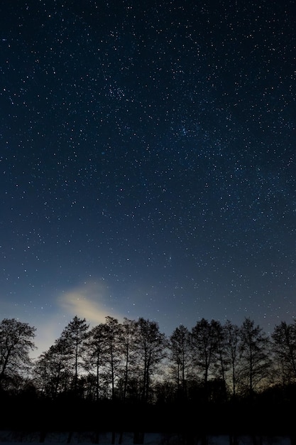 Фото Деревья на фоне ночного звездного неба