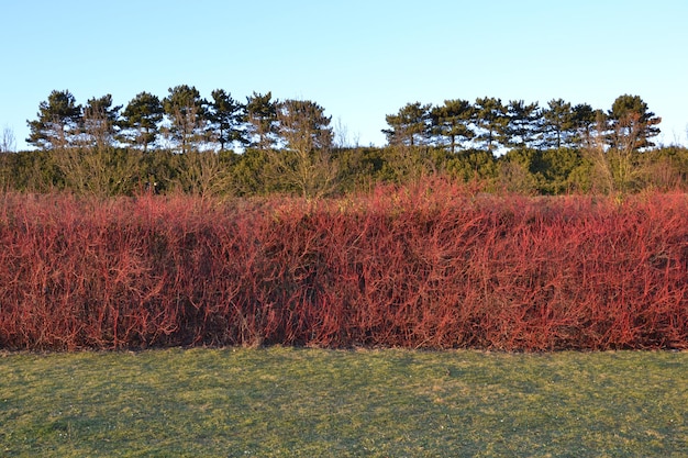 写真 明るい空に照らされた畑の木