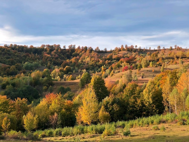 Фото Деревья на поле на фоне неба осенью