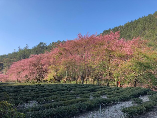 사진 가을 에 하늘 을 배경 으로 들 에 있는 나무 들