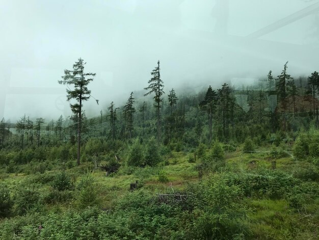 写真 空に照らされた野原の木々