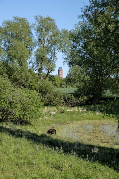 Фото Деревья на поле на фоне неба